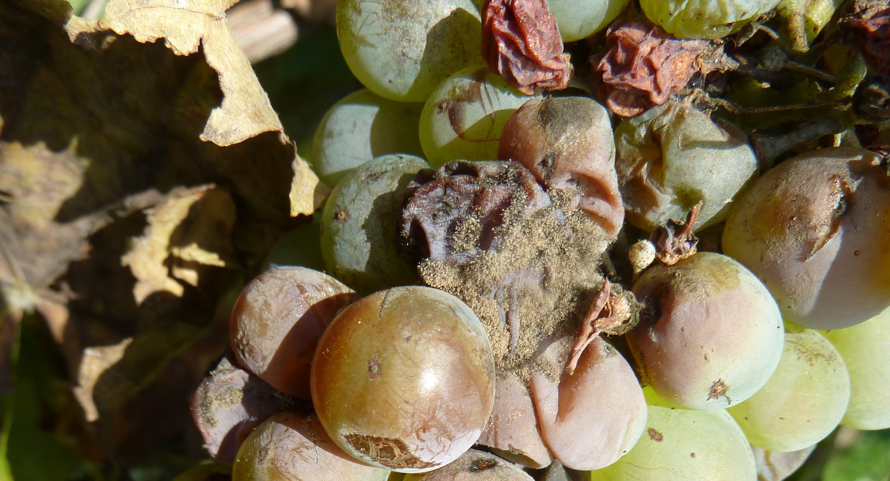 2022. évi 18. növényvédelmi felhívás – Zsigó György